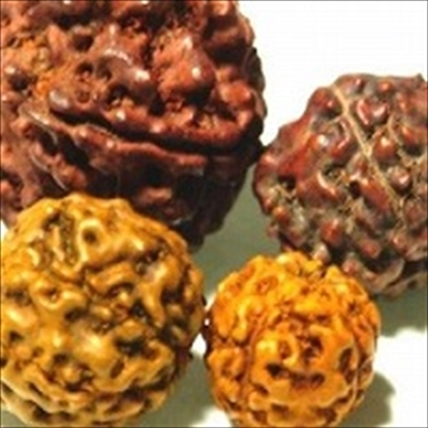 09-051| TOKO-BEADS | Bodhi tree beads