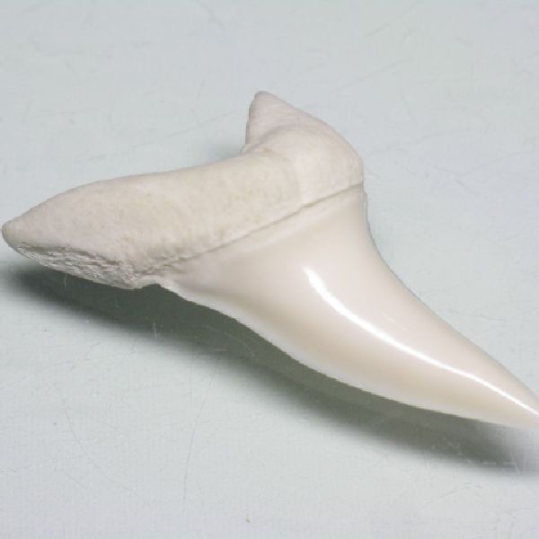 ジャワの海で捕獲されたサメ(鮫)の歯(アオザメ)です。化石ではなく現代のアオザメの歯です。穴を開けると壊れやすくなりますから細いワイヤーやコードなどでパーツとして加工してください。