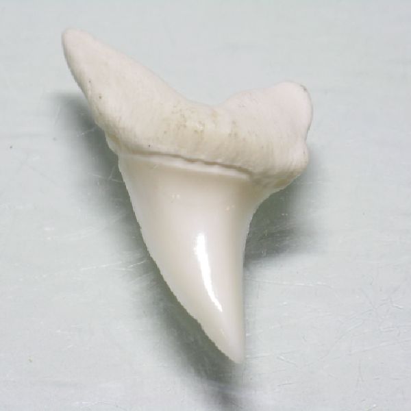 ジャワの海で捕獲されたサメ(鮫)の歯(アオザメ)です。化石ではなく現代のアオザメの歯です。穴を開けると壊れやすくなりますから細いワイヤーやコードなどでパーツとして加工してください。
