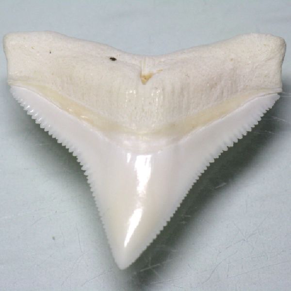 オオメジロザメの歯です。